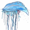 Portuguese Man of War