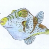 Puffer Fish