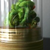 TEST TUBES: DETAIL, PLANT SAMPLE 02