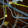 FOREST SCENE 32