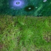 MEADOW: DETAIL