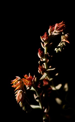 Echeveria Runyonii Monstrosa