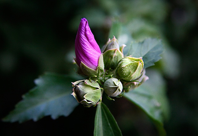 Hibiscus Syriacus