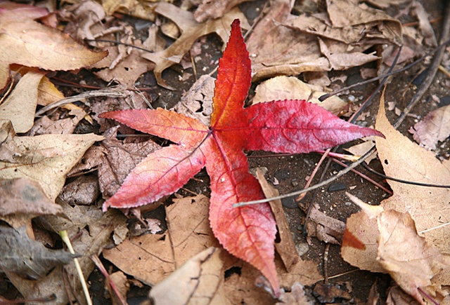 Acer rubrum leaf