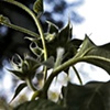 Helianthus Annuus