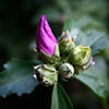 Hibiscus Syriacus