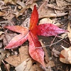 Acer rubrum leaf