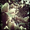 Chaos blooming  