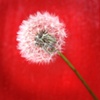 Taraxacum