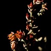 Botanicals