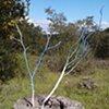 branching out