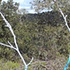 branching out