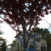 branching out in the neighborhood