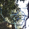 branching out