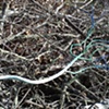 branching out in the midst of the brickabrack