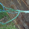 branching out