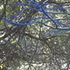 branching out