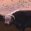 Pasture