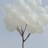 The Tree Flies Alone