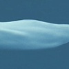 Whale