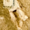 Crossing the Desert