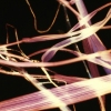 Transient