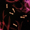 Untitled, Ants