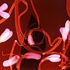 Untitled, Rachel