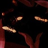 Untitled, Ants