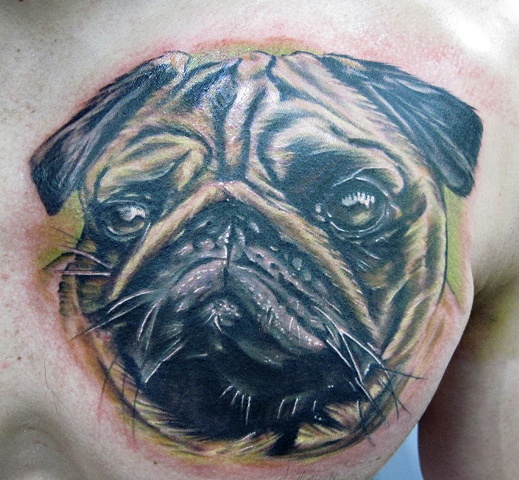 Pug