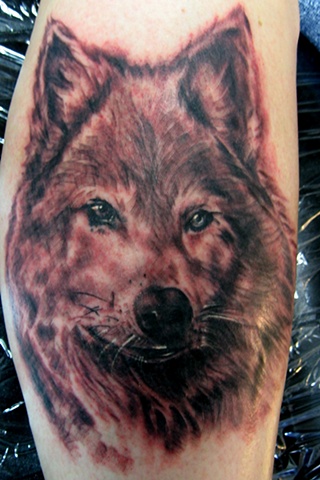 Wolf Portrait