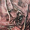 Rhino