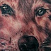 Wolf Portrait