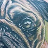 Pug