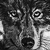 Wolves