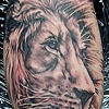 Lion Portrait