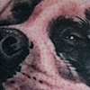 Shamrock the bulldog 