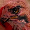 Red Tailed Hawk