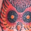 Boy Owl
