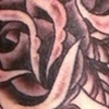 More Roses!