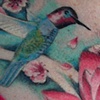 Lotus Hummingbird