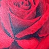 real rose