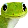 Gecko