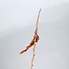 CLICK ON IMAGE TO ENLARGE 

Black Garden (single twig)