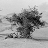 Ras Sidr, Sinai