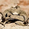 CLICK ON IMAGE TO ENLARGE 

Ram's Horn Burial Marker