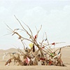Unrevealed, site 1 (Adorned)