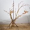 CLICK ON IMAGE TO ENLARGE 

Black Garden (gathered twigs)

