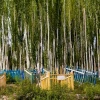 CLICK ON IMAGE TO ENLARGE 

Unrevealed, Site 4 (Colored Cribs)