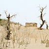 CLICK ON IMAGE TO ENLARGE 

Unrevealed, Site 1 (trees and shelter)